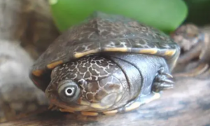 沼泽侧颈龟能长多大