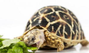 巨型吃菜龟多久才能养到最大