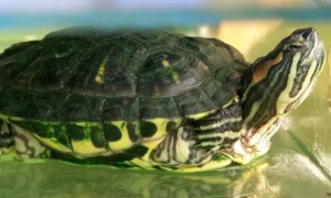 巴西龟的寿命一般有多少年