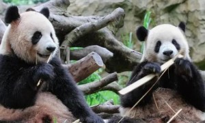 大熊猫的类别是什么?