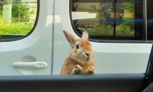 开车路上遇到兔子好不好