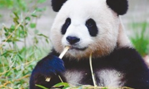 外国会偷偷繁育熊猫吗