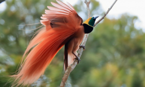新几内亚观鸟类图鉴