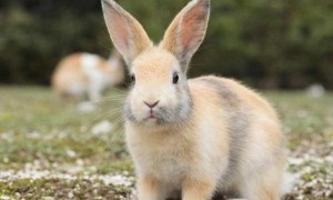 兔子跺脚怎么回事