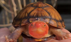 蝎泽龟和红面龟怎么区分