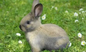 最聪明的兔子排名