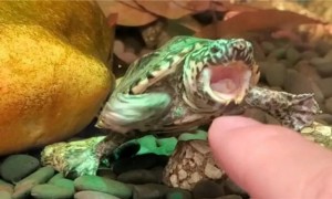墨西哥蛋龟生长速度