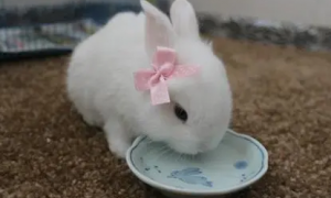 公兔子几个月成年