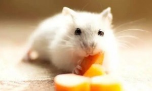 仓鼠可以吃什么人类吃的东西