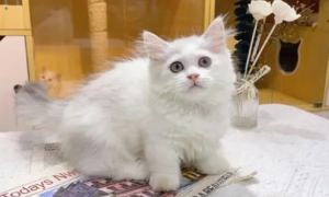 银白拿破仑猫多少钱一只