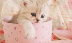 茶杯猫多少钱一只?