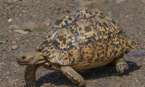 沙漠里面的乌龟叫什么