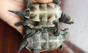 草龟两公一母可以一起养吗