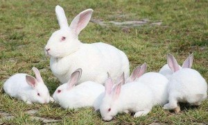 母兔催奶最有效的方法
