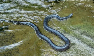 黑斑水蛇有毒吗