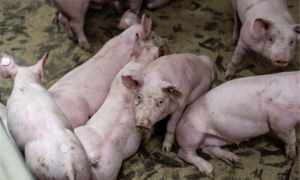 猪用黄芪多糖兽药功能主治