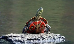 西锦龟凶不凶