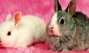 灰兔和白兔杂交出什么色