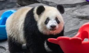 熊猫被认养后要打工吗
