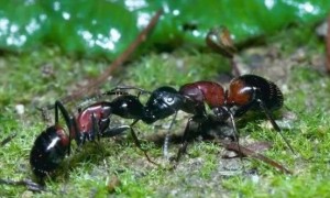 什么的蚂蚁填合适的词