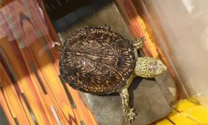 欧泽水龟能长多大