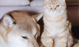支气管炎能养猫狗吗