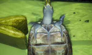 肯尼亚侧颈龟是保护动物吗