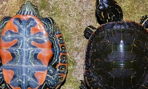 西锦龟是什么龟种