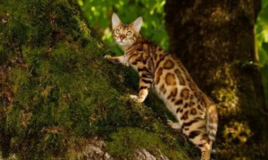 孟加拉豹猫是大型猫吗