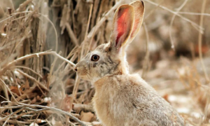 中国的野兔有几种