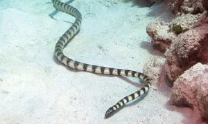 裂颊海蛇有毒吗 图片
