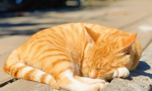 为什么橘猫是最聪明的猫