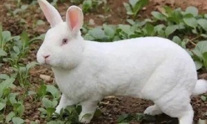 兔子能活多少年
