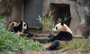 出资认养大熊猫