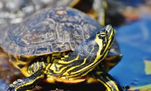 黄耳龟养殖方法和注意事项