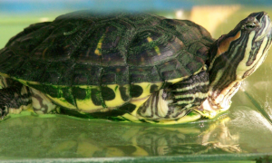 巴西龟背上有白斑是怎么回事