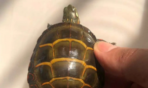 西锦龟是深水龟吗