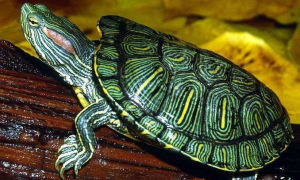 巴西龟可以和热带鱼一起养吗