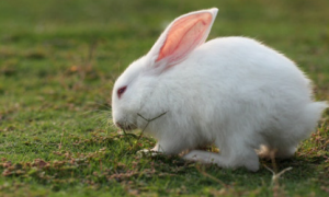 兔子胀气和积食的区别