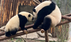小熊猫为什么不能养