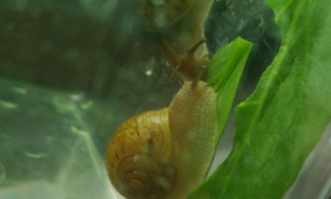 蜗牛爱吃什么