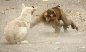 猴子为什么怕狗