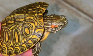 格兰德龟能长多大