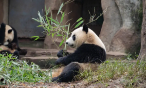 大熊猫吃什么食物