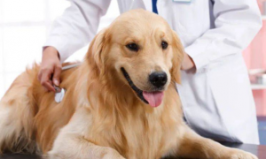 怎样判断狗狗得了胰腺炎
