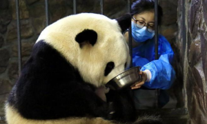 大熊猫饲养员一年工资