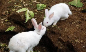 兔子怎么养成活率高