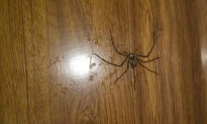 怎样才能让屋里没有蜘蛛