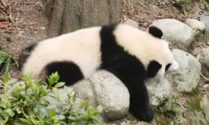 介绍大熊猫的作文300个字