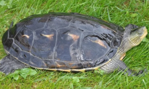 花草杂龟是深水龟吗